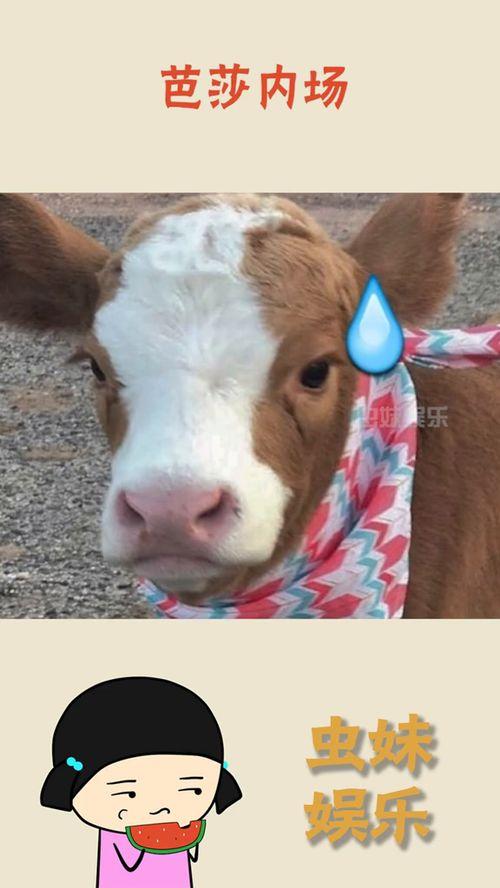 娱乐吃瓜酱刷抖音